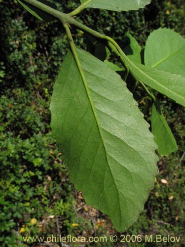 Imágen de Laureliopsis philippiana (Tepa / Laurela). Haga un clic para aumentar parte de imágen.